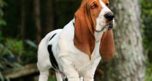 southern hound dog breeds