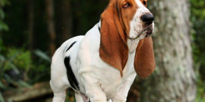 southern hound dog breeds